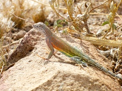Cophosaurus texanus scitulus