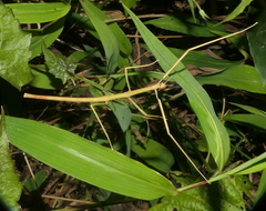 Ramulus rotundus