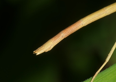 Ramulus rotundus