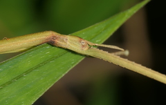 Ramulus rotundus