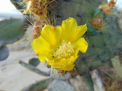 Opuntia velutina