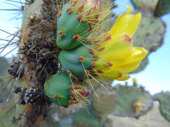 Opuntia velutina