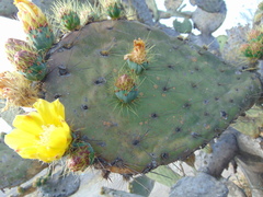 Opuntia velutina