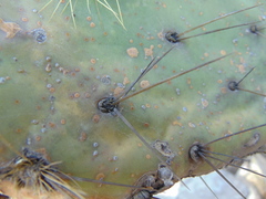 Opuntia velutina