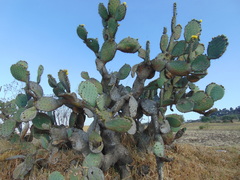 Opuntia velutina