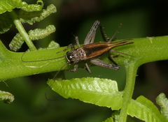 Loxoblemmus