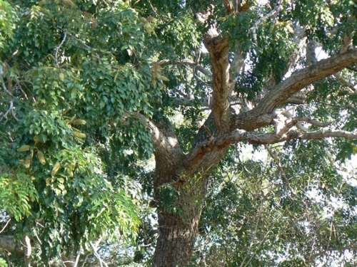 Maputaland Ordealtree (Erythrophleum lasianthum)