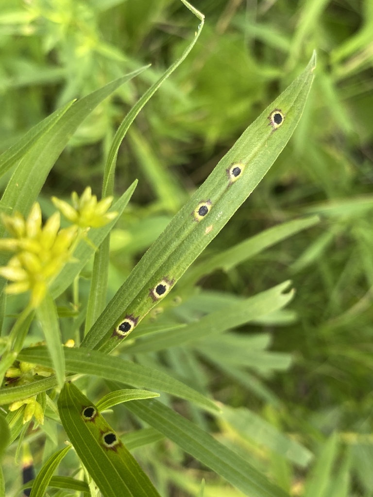 Euthamia leaf gall midge
