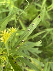 Asteromyia euthamiae gall