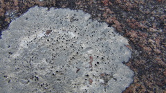 Lecanora marginata