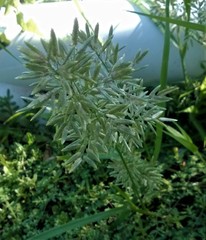 Eragrostis cilianensis