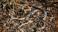 Aspidoscelis scalaris septemvittatus