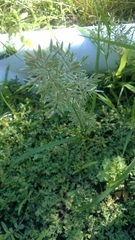 Eragrostis cilianensis