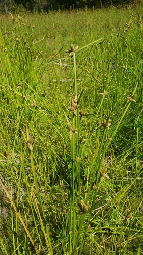 Schoenoplectus mucronatus iNat (2)