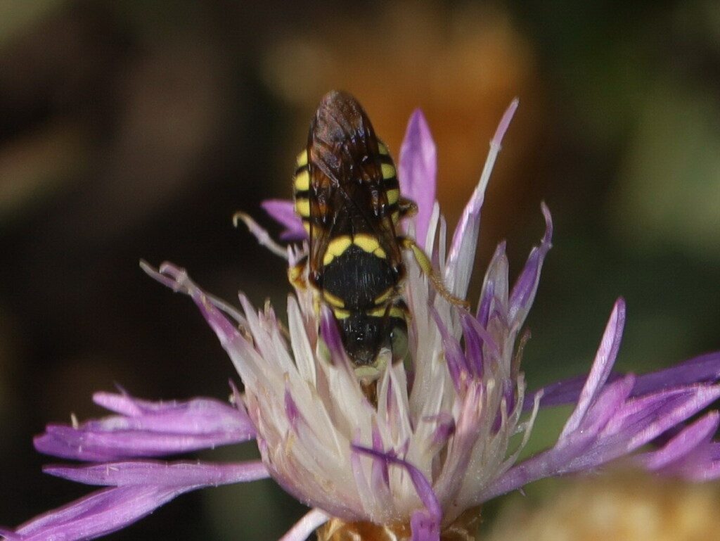 Pseudoanthidium scapulare