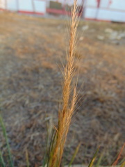 Muhlenbergia rigida