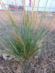 Muhlenbergia rigida