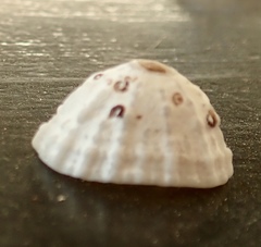 Dendropoma corrodens