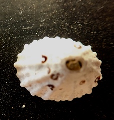 Dendropoma corrodens