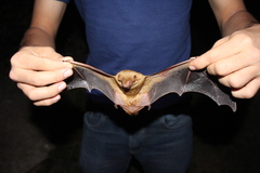 Lasiurus ega