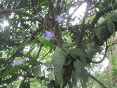 Streptocarpus silvaticus