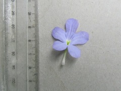 Streptocarpus silvaticus