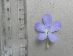 Streptocarpus silvaticus