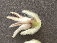 Phylica spicata spicata