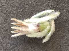 Phylica spicata spicata