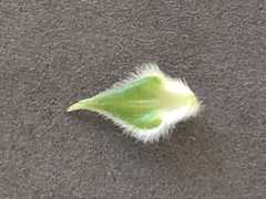 Phylica spicata spicata