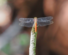 Onychothemis