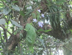 Streptocarpus silvaticus