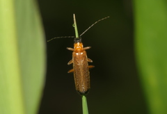 Lycocerus