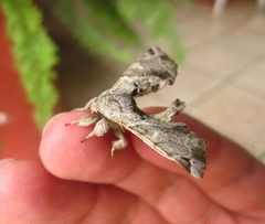 Apatelodes pudefacta