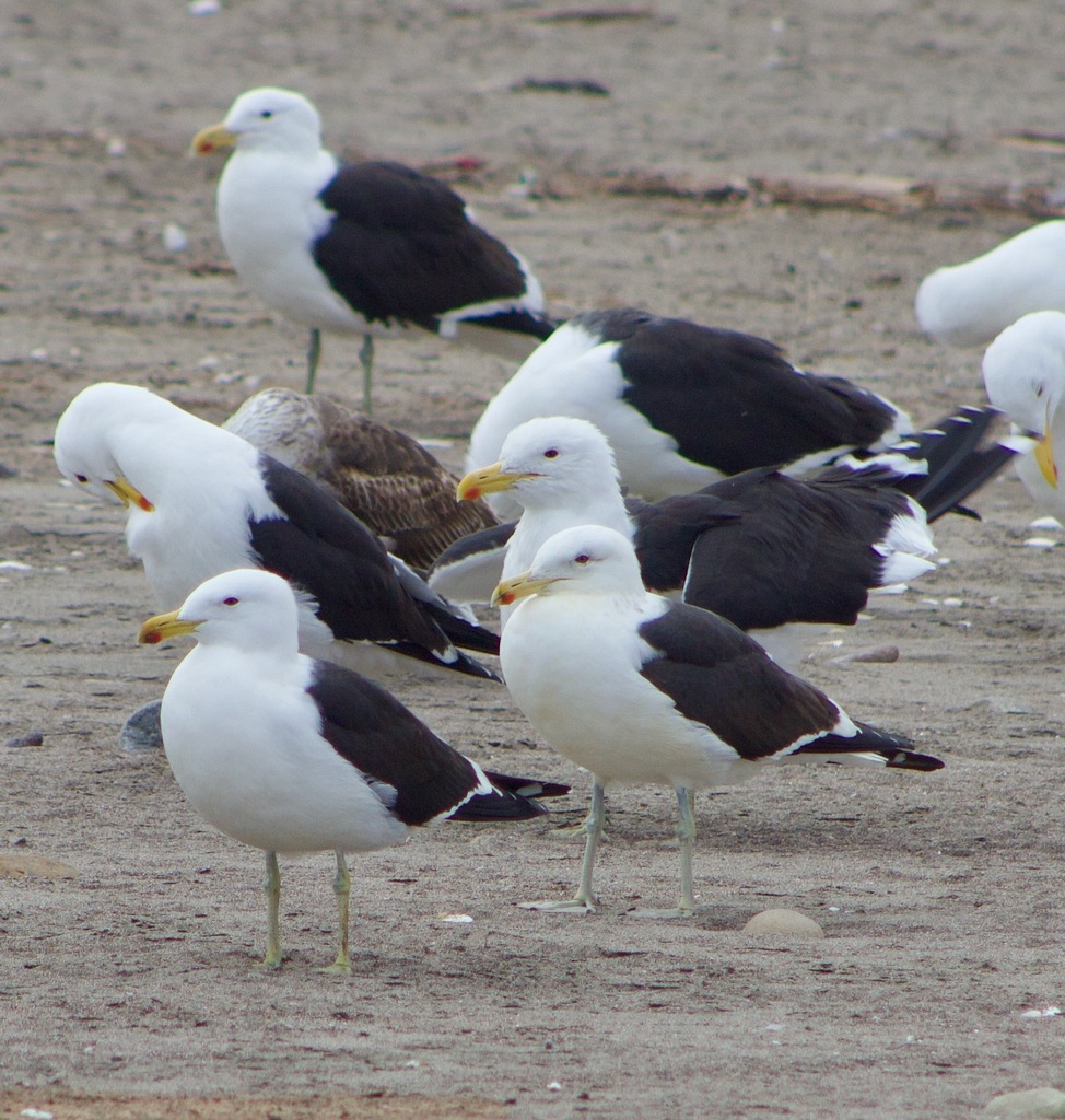 Kelp Gull from La Serena Coquimbo Chile on September 1 2023 at 11:48 Kelp Gull from La Serena Coquimbo Chile on September 1 2023 at 11:48