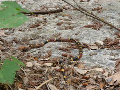 Micrurus tener tener