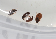 Enochrus hamiltoni