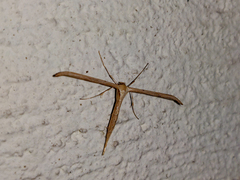 Emmelina monodactyla