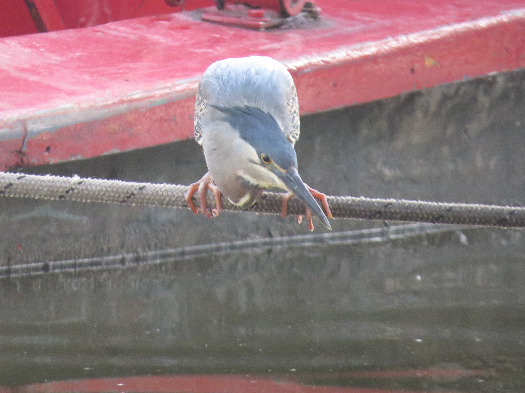 Striated Heron