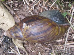 Cochlitoma granulata