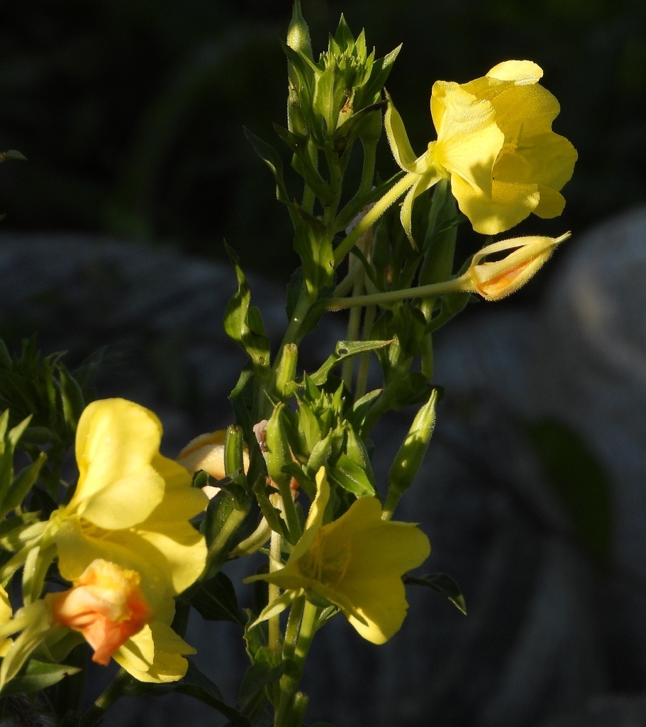 Oenothera sect. Oenothera from Oasi La Madonnina CN Italia on