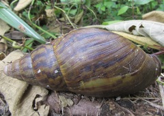 Cochlitoma granulata