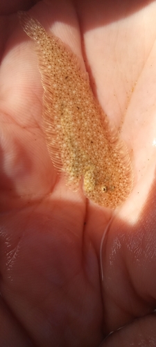 Cape sole (Heteromycteris capensis) — Soleidae — 3