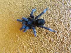 Homoeomma uruguayense