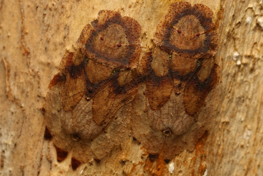 Phloea subquadrata