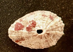 Homotrema rubrum