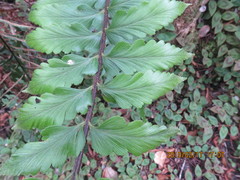Asplenium contiguum
