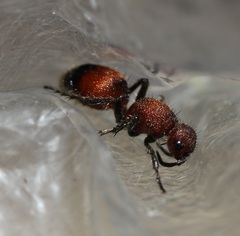 Dasymutilla nigripes