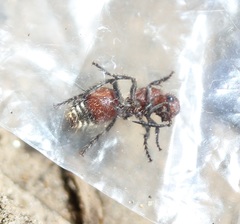 Dasymutilla nigripes