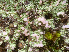 Phyllobaeis erythrella